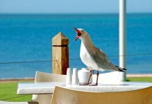 Seagull Chorar