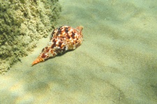 Seashell underwater