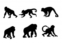 Six Monkeys