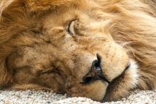 Leão do sono