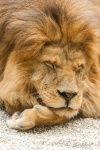 Schlafenden Löwen