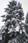 雪域树木
