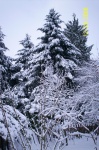 Árvores nevado II
