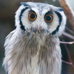 Süd-white faced owl
