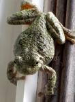 Spring Peeper Tiny Frog