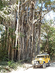 Ficus e giallo Land Rover