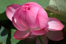 Sydney Botanic Garden Lotus Flower