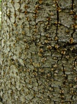 Copac coaja Texture Context