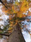 Tree upper view