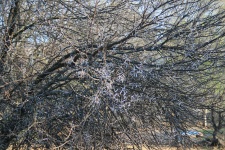 Baum mit Dornen