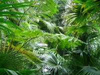 Tropiska gröna växter