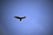 Turkey Vulture Flying