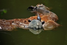 Wspinaczka żółwia na tuszy