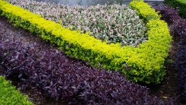 V形状の庭の植物の壁