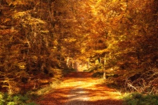Route forestière en automne soleil