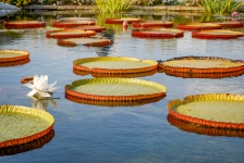 Water Lilly Pads