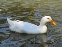 Белая утка плавательный