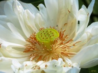 Witte Lotus