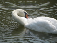 Bílá labuť