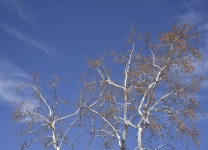 Alb copac Blue Sky