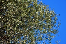 Wild olive tree and blue sky