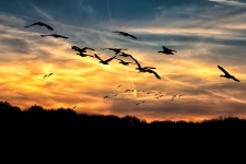 Wild geese sunset autumn