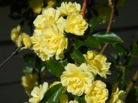 Żółty Banksja Rose