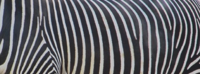 Zebra skóry deseniu Tło