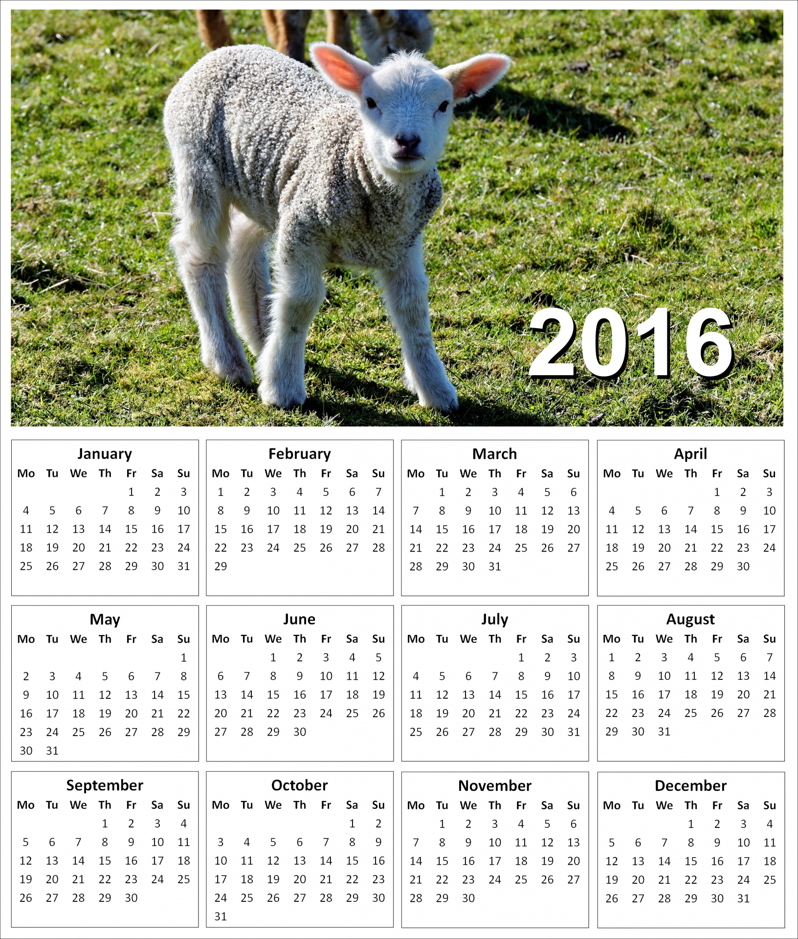 2016-lamb-calendar-free-stock-photo-public-domain-pictures