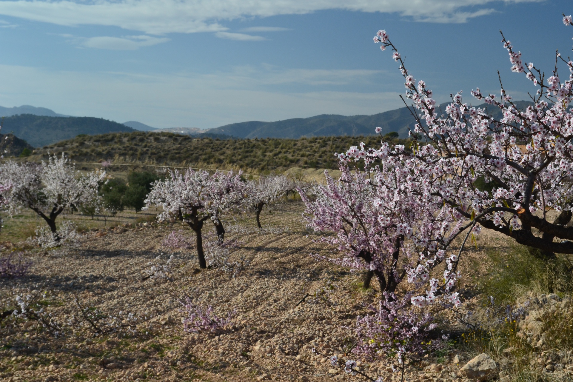Almond Blossom 3 Free Stock Photo - Public Domain Pictures