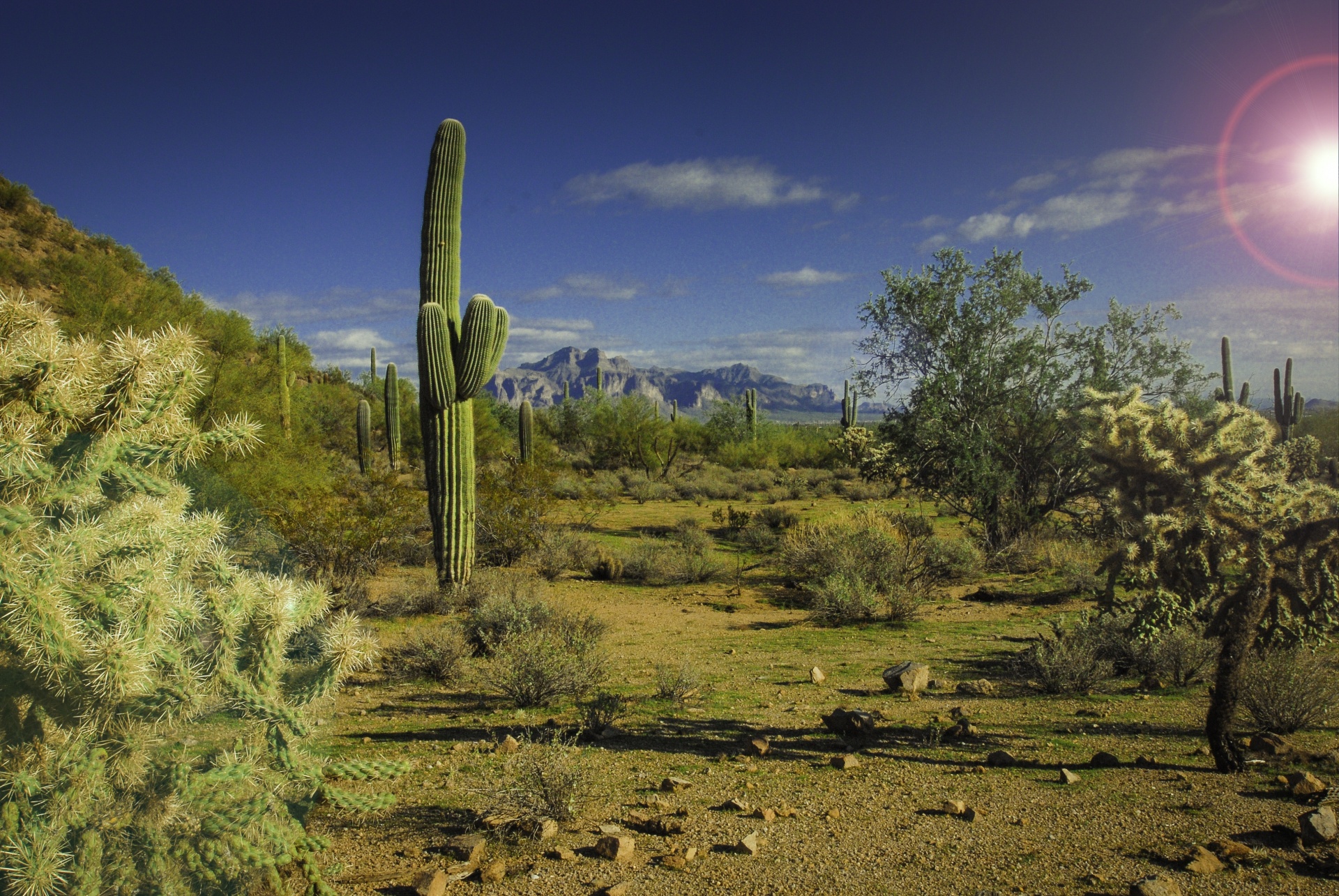 Hortikultur Arizona