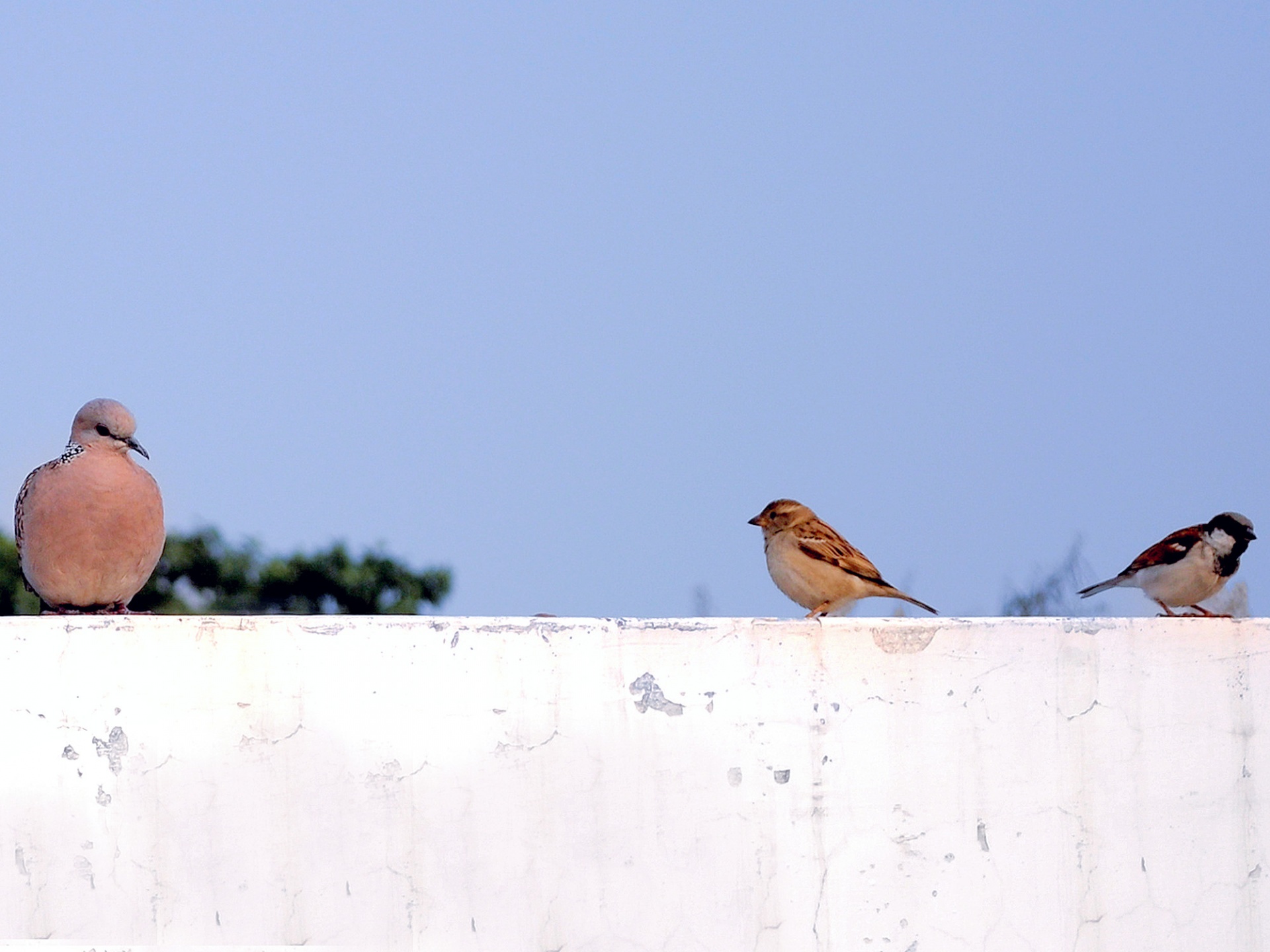 Ptáci posazený na zeď
