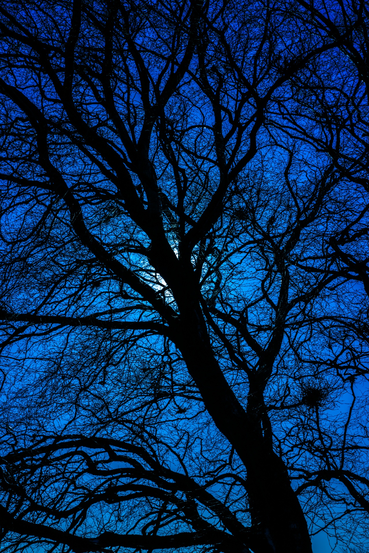 Albastru siluetă copac