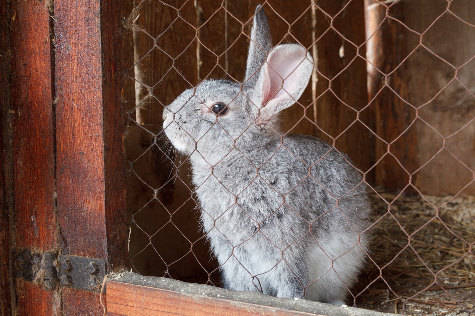 bunny-in-a-cage-free-stock-photo-public-domain-pictures