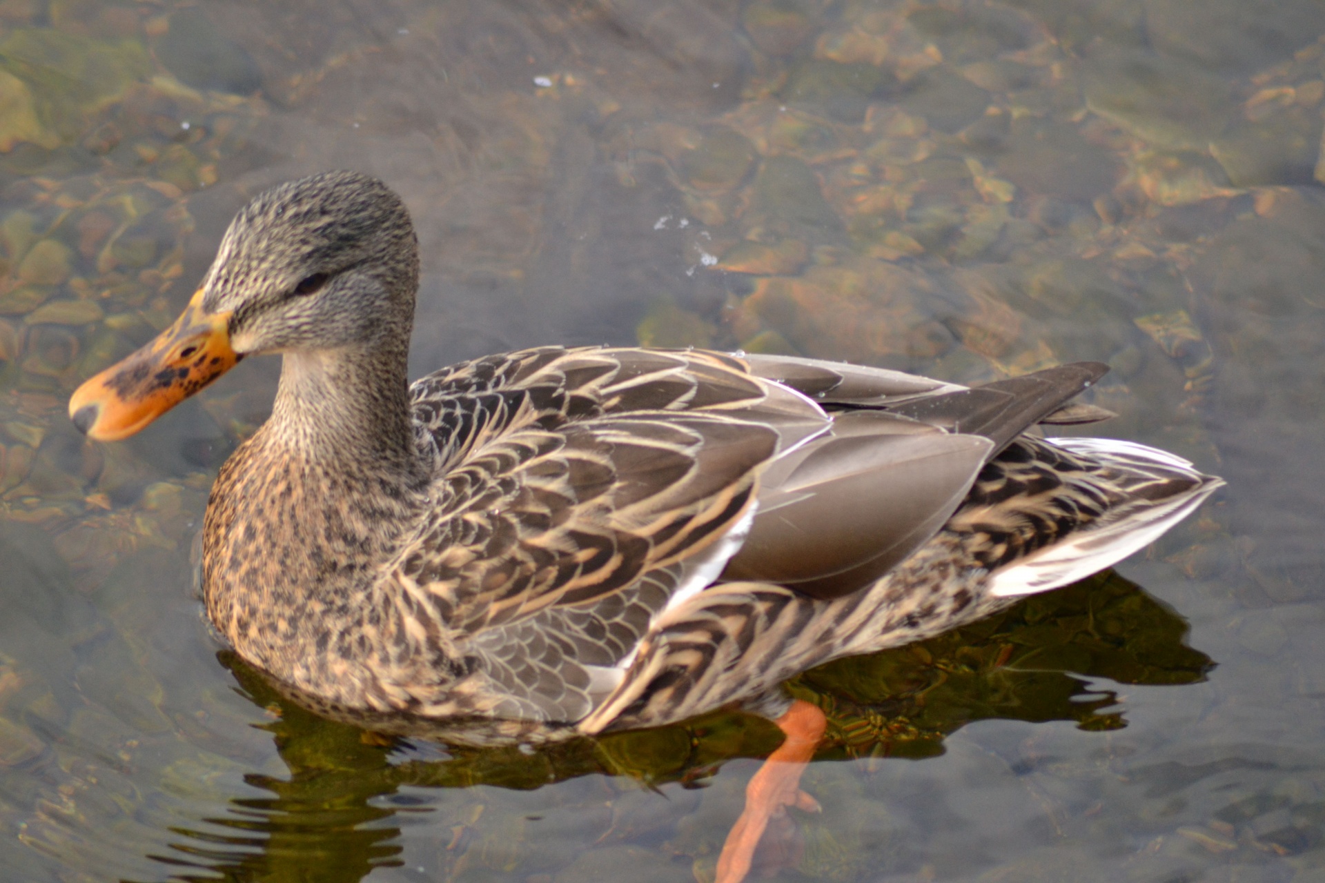 canadian-duck-free-stock-photo-public-domain-pictures