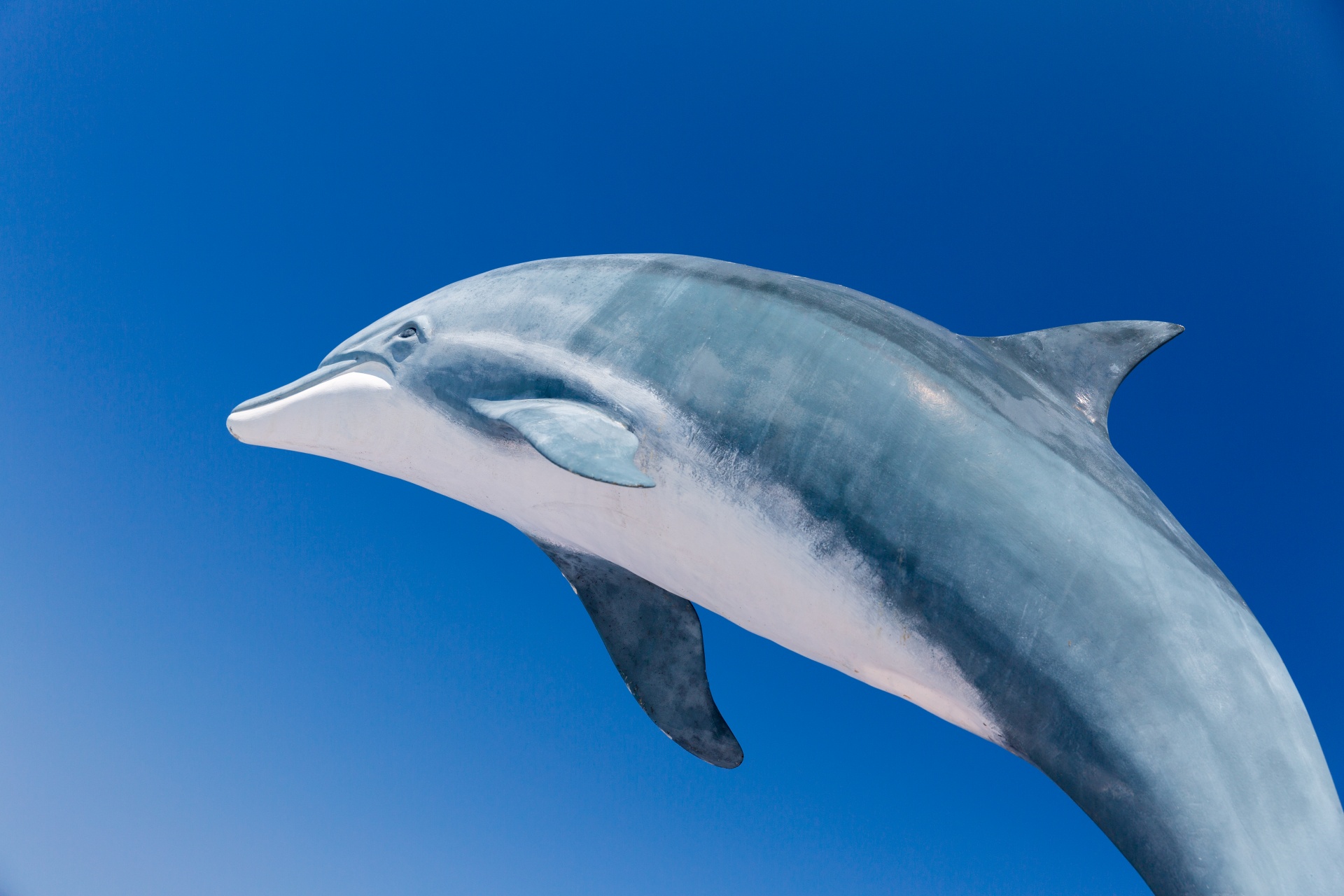 Delfín y el cielo azul