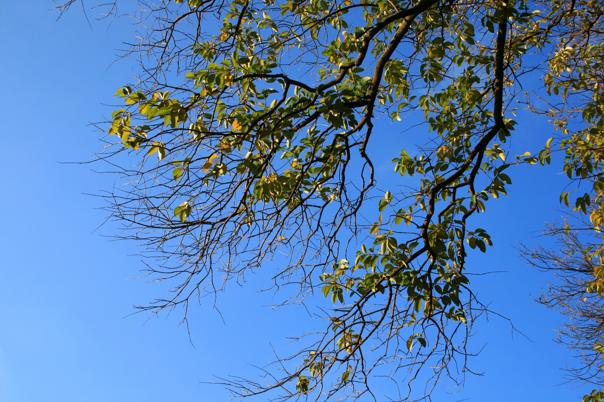 Green Foliage Against The Sky Free Stock Photo - Public Domain Pictures