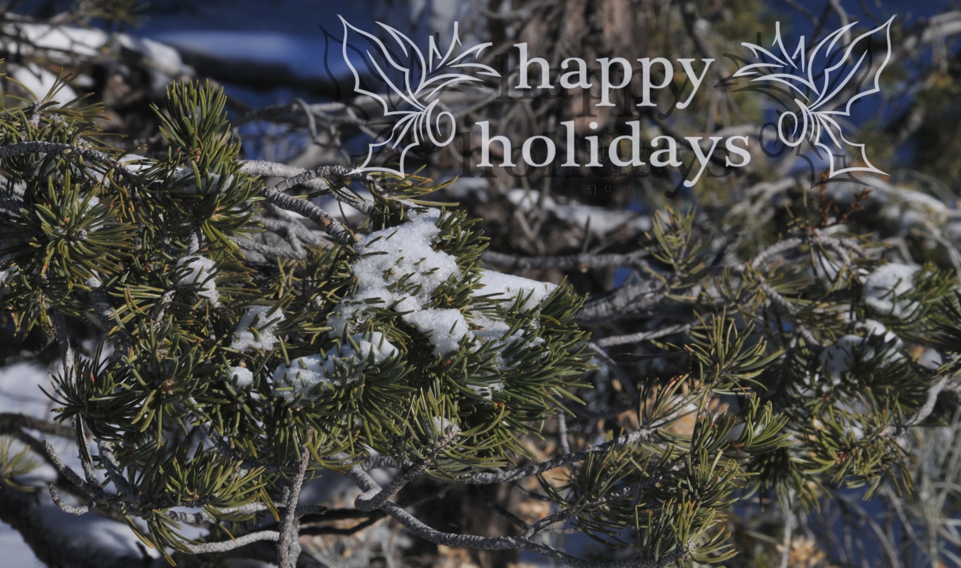 Happy Holidays Snowy Pine Branch Free Stock Photo Public Domain Pictures