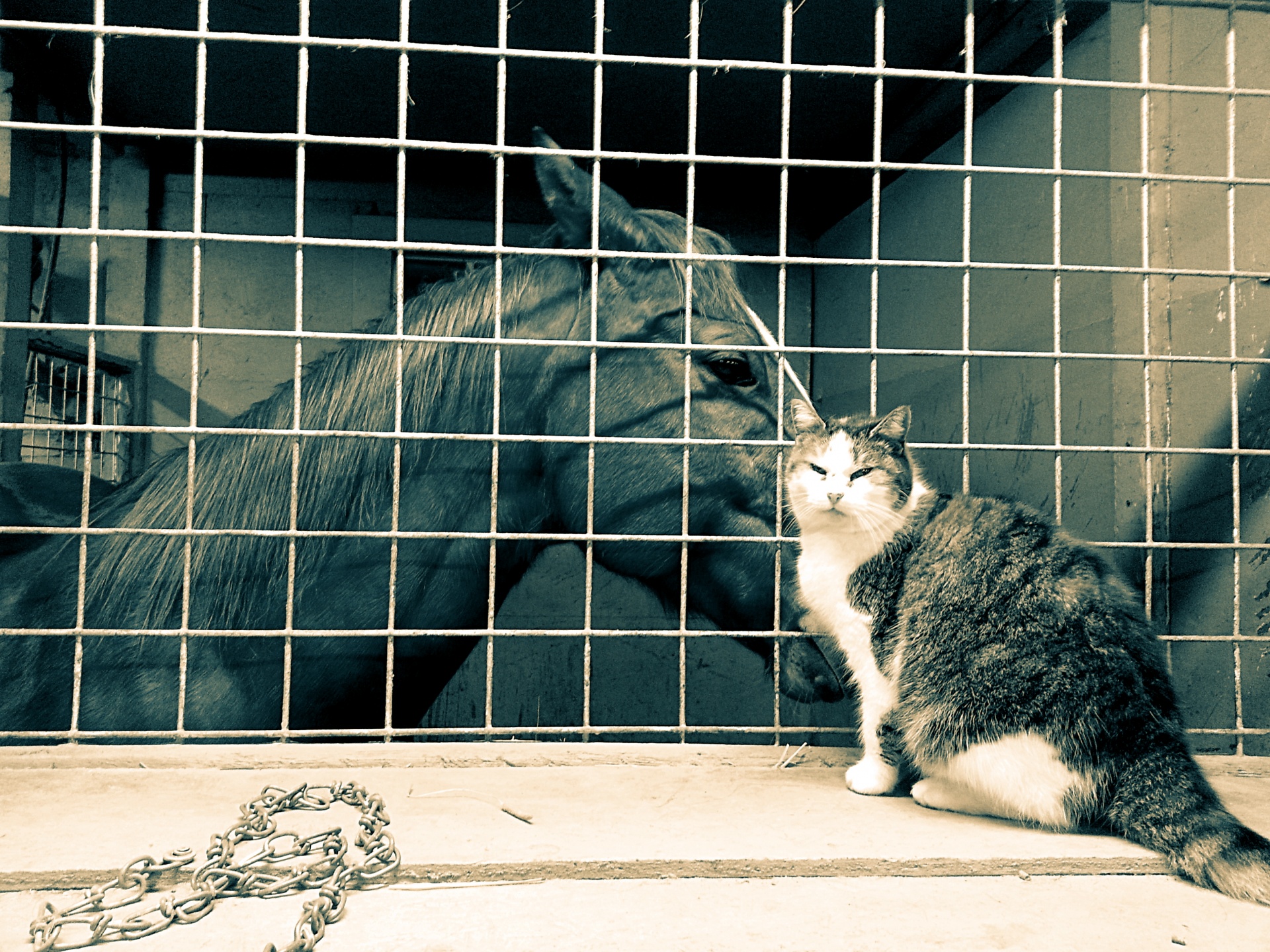 Horse And Cat Free Stock Photo - Public Domain Pictures