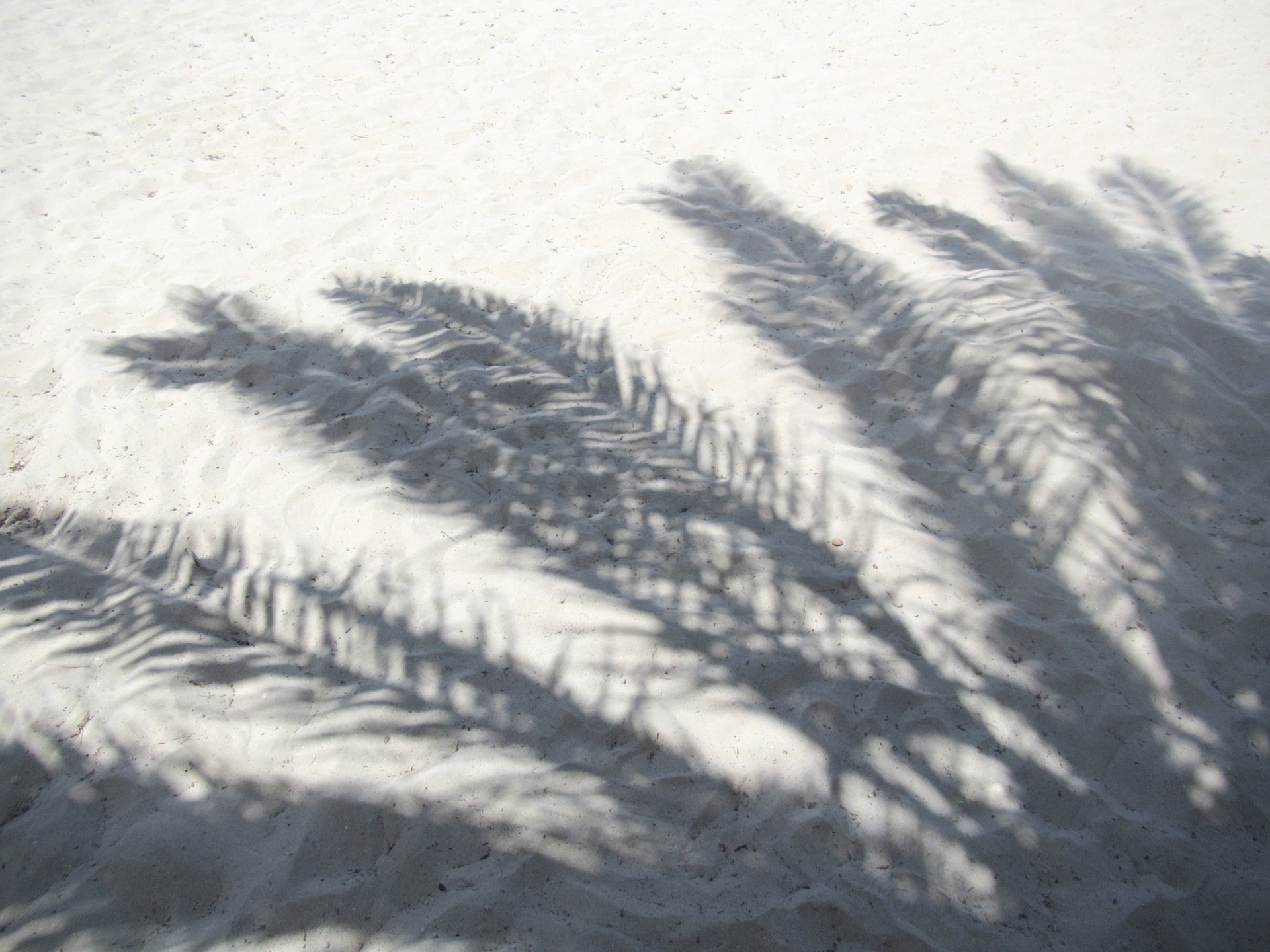 Palm Tree Shadow Free Stock Photo - Public Domain Pictures