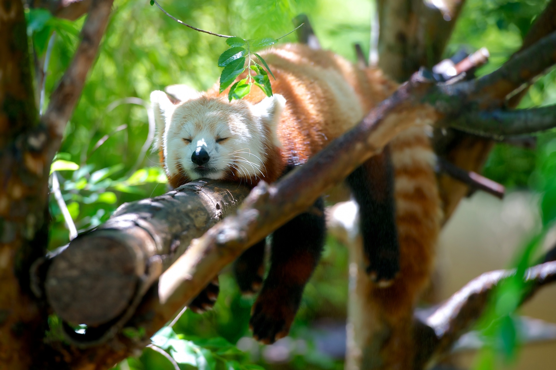 Red Panda Free Stock Photo - Public Domain Pictures