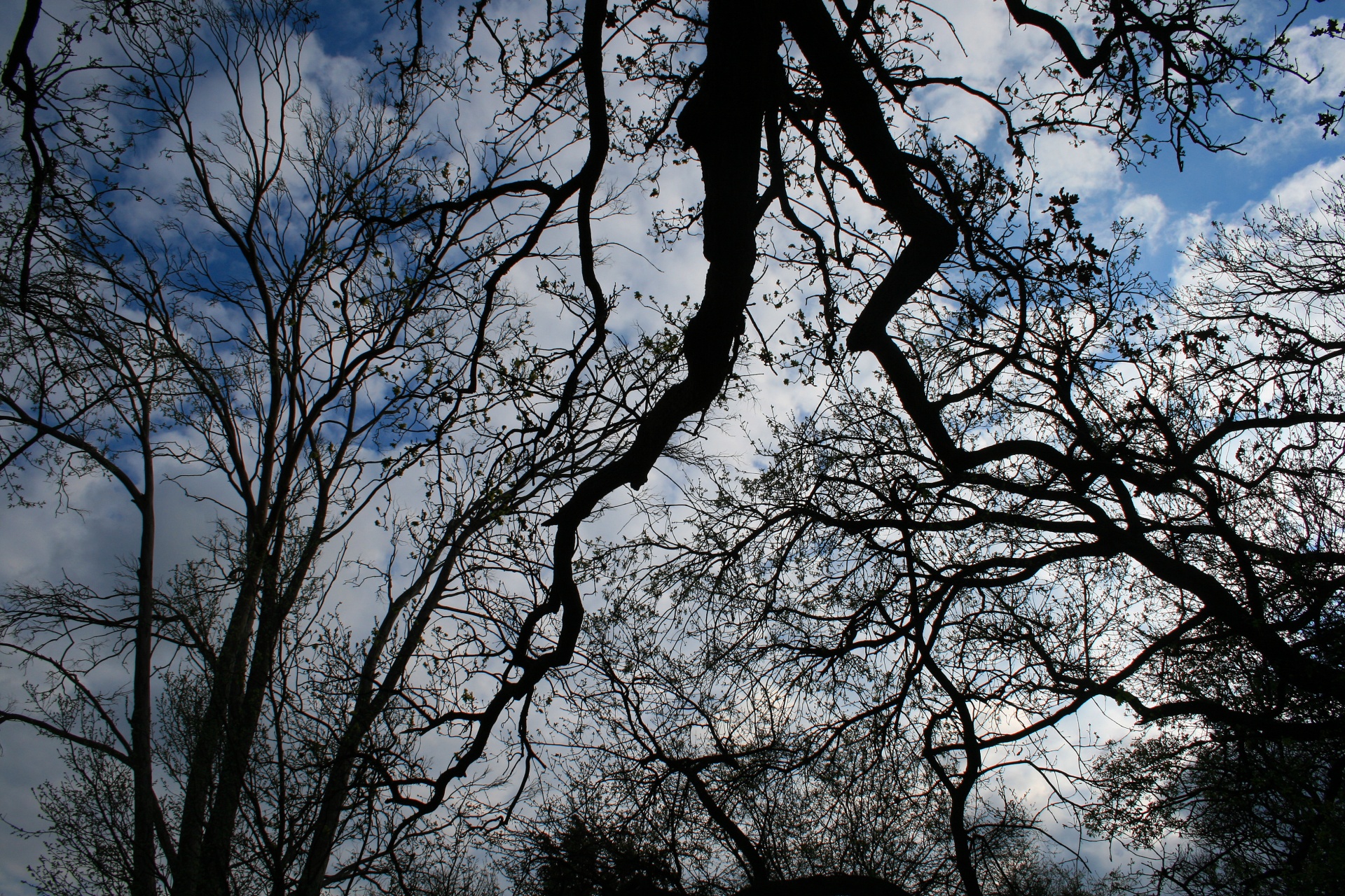 Silhouetted Branches Free Stock Photo - Public Domain Pictures