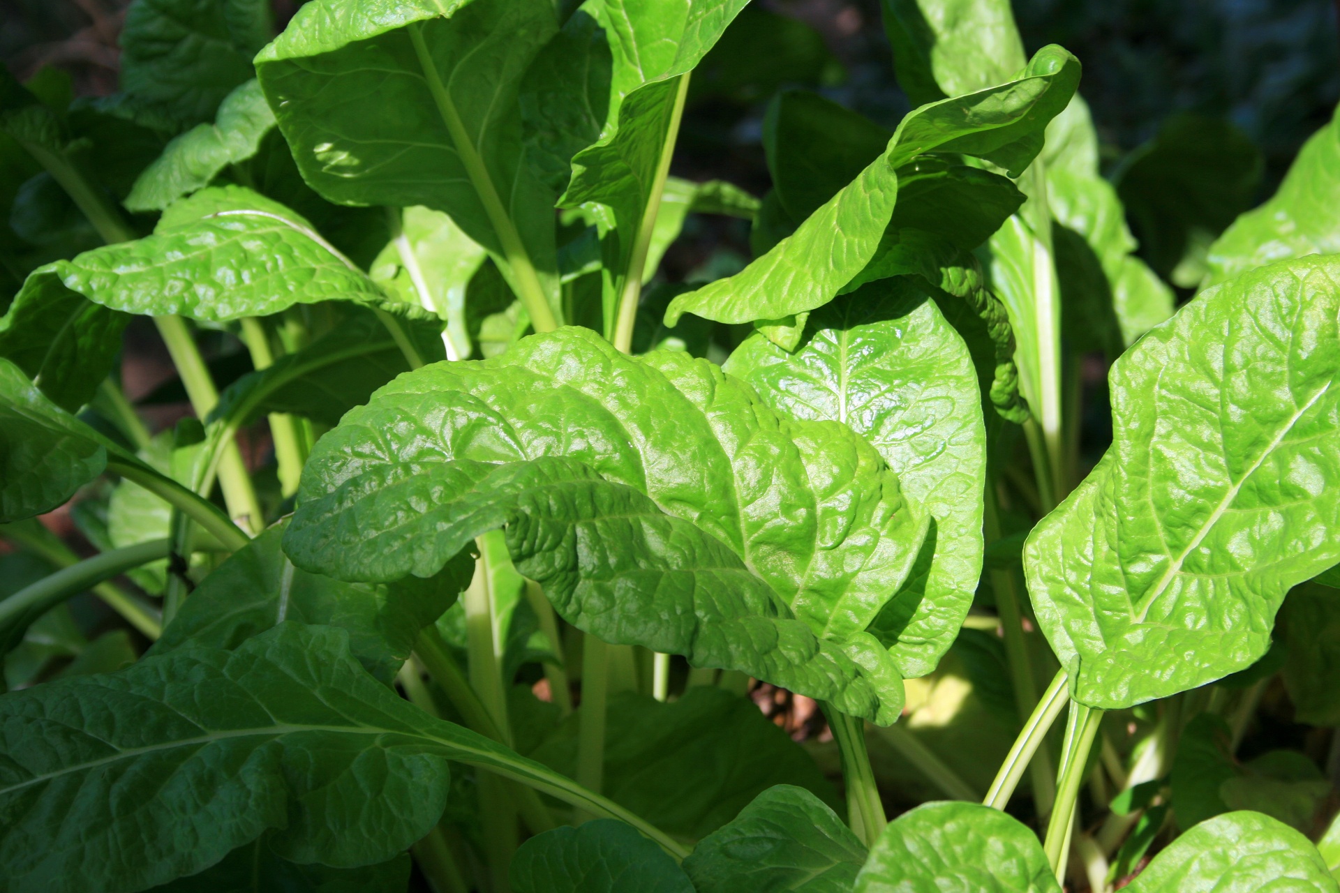 Spinach In The Sun Free Stock Photo - Public Domain Pictures