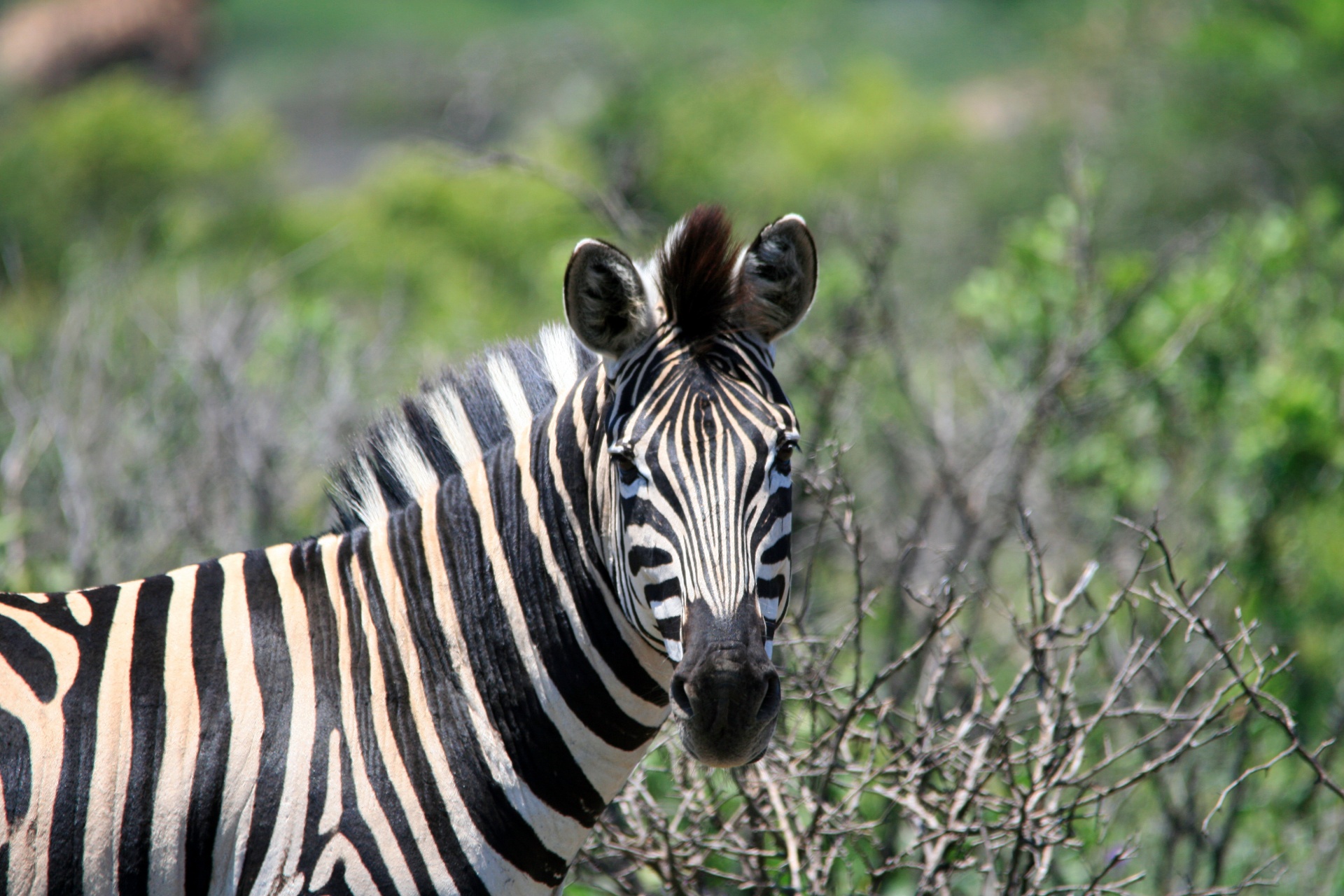 Zebra Looking At You 1 Free Stock Photo - Public Domain Pictures