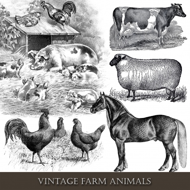Farm Animals Vintage Clipart Free Stock Photo - Public Domain Pictures