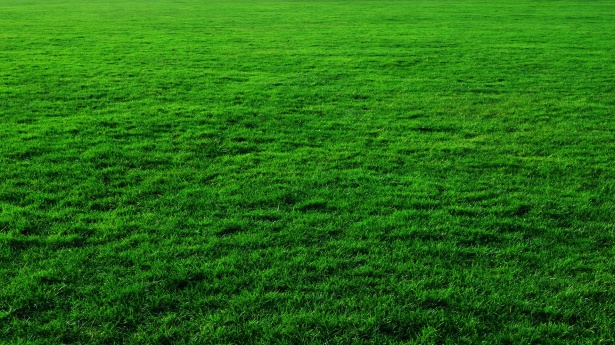 Зеленая трава фон Страна Бесплатная фотография - Public Domain Pictures