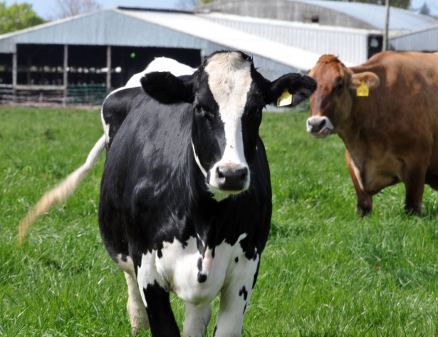 Gebruikelijk Netto aanklager Holstein And Jersey Cow Free Stock Photo - Public Domain Pictures