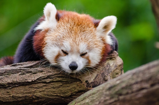 panda roux - ailurus fulgens - portrait. animal mignon reposant paresseux  sur un arbre. 4959839 Photo de stock chez Vecteezy
