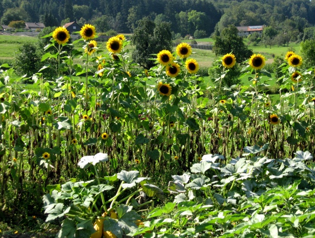 Image of Sunflowers and squash
