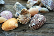 Abalone shell and chiton